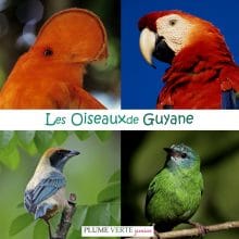 oiseaux-guyane