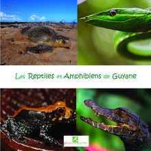 Les reptiles et amphibiens de Guyane_couv.indd