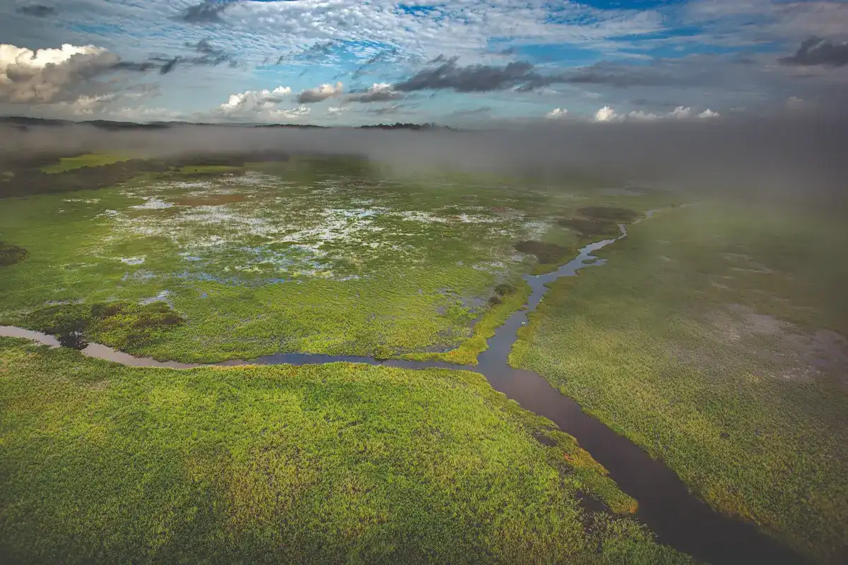 Vue aérienne d'une savane inondée de Guyane, traversée par une rivière